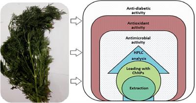 Induction role of chitosan nanoparticles to Anethum graveolens extract against food-borne bacteria, oxidant, and diabetic activities in vitro